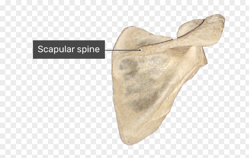 Spine Of Scapula Glenoid Cavity Supraspinatous Fossa Infraspinatous PNG
