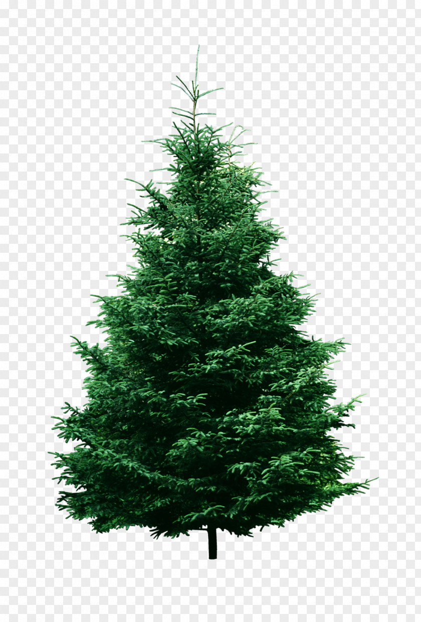 Spruce Artificial Christmas Tree Pine PNG