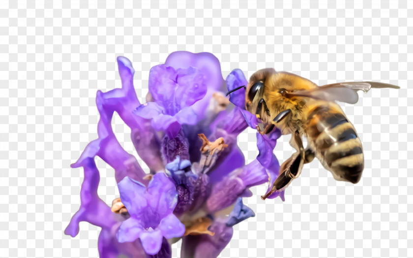 Flowering Plant Lavender Bumblebee PNG