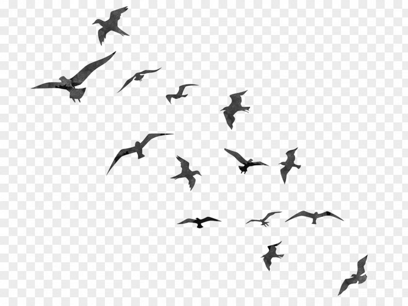 Flying Birds Bird Silhouette Flight Swallow Flock PNG