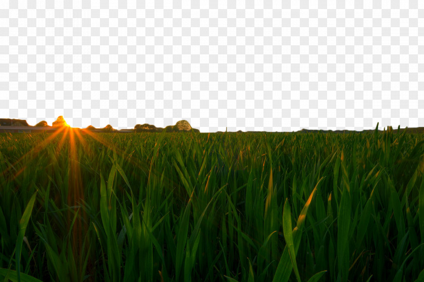 Green Wheat Field Under The Sunset Fields Cereal PNG