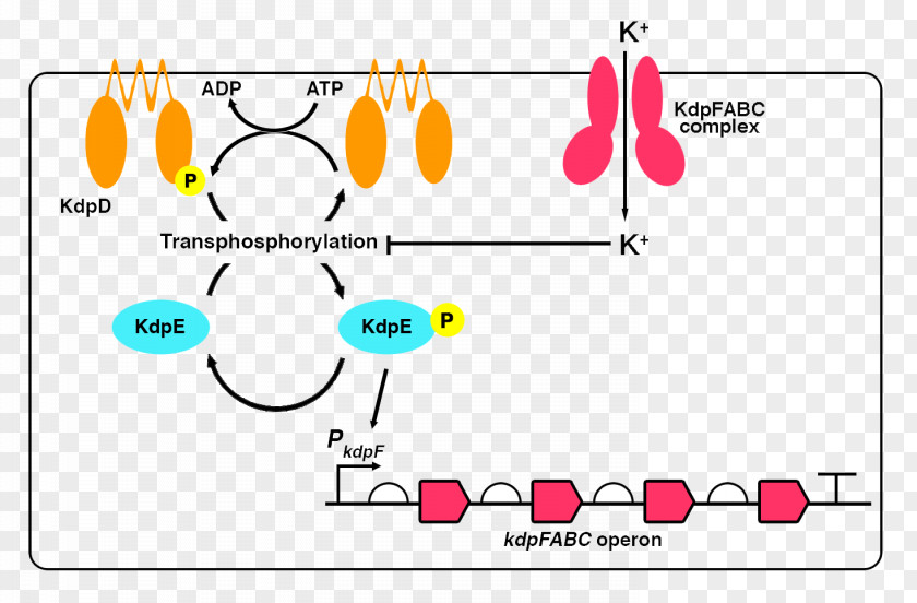 SOIL International Genetically Engineered Machine Potassium E. Coli Membrane Transport Protein Operon PNG