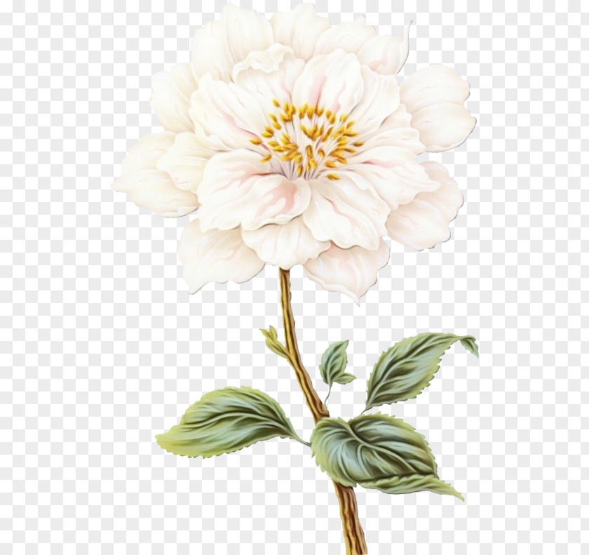 Zinnia Common Peony Floral Design PNG