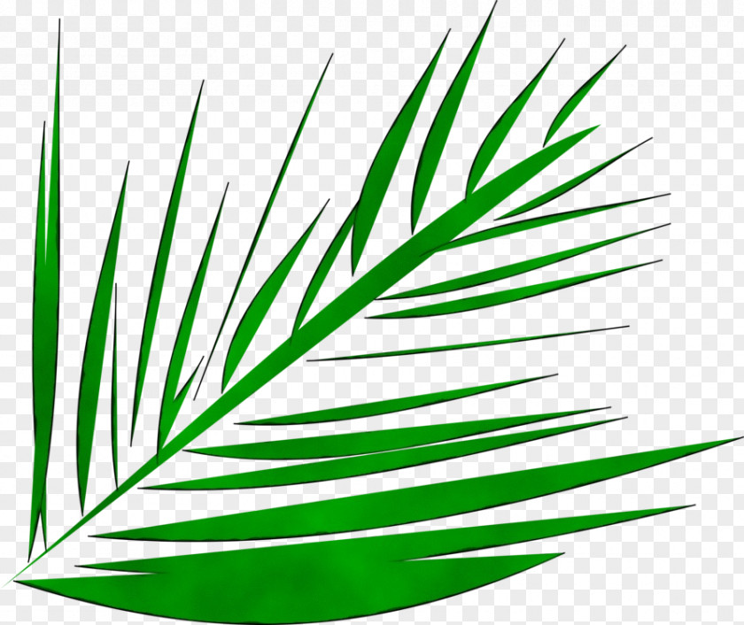 Evergreen Jack Pine Palm Tree Leaf PNG