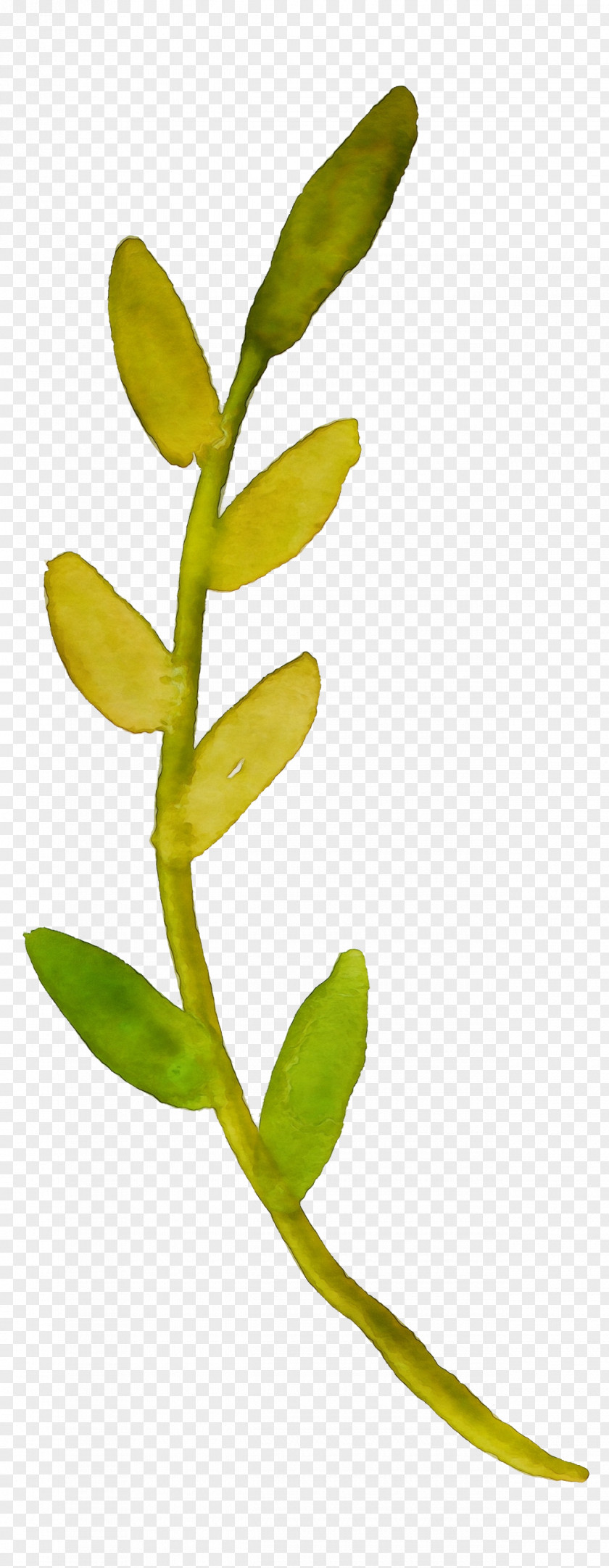 Hypericum Twig Watercolor Floral Background PNG