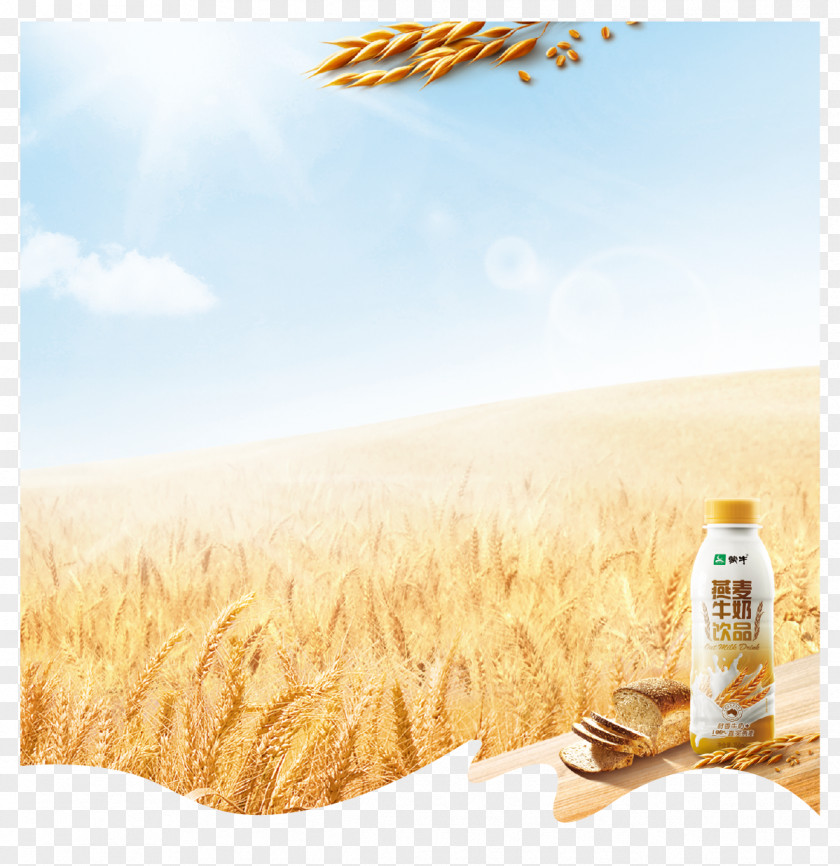Poster Wheat Background Material Emmer Oat PNG
