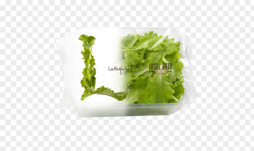 Salad Romaine Lettuce Leaf Vegetable PNG