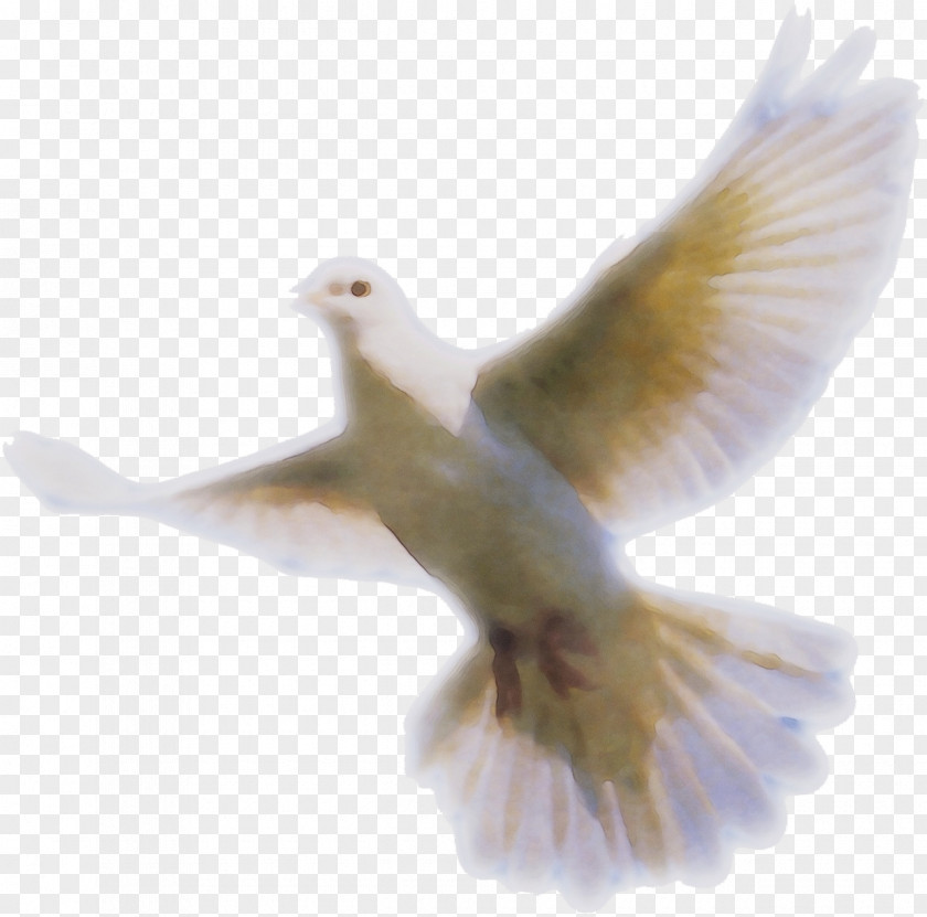 Songbird Flight Jesus PNG