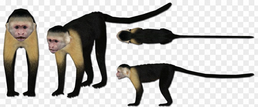 Squirrel Monkey Cat Animal PNG