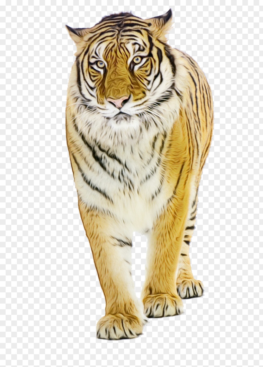 Tiger Whiskers Cat Fur Snout PNG