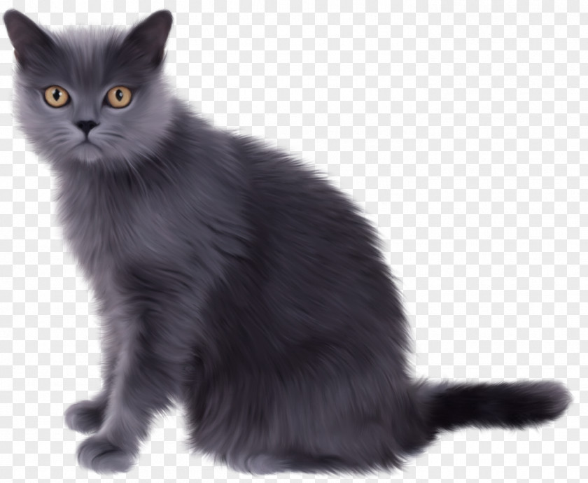 Witch Cat Norwegian Forest Persian Kitten Clip Art PNG