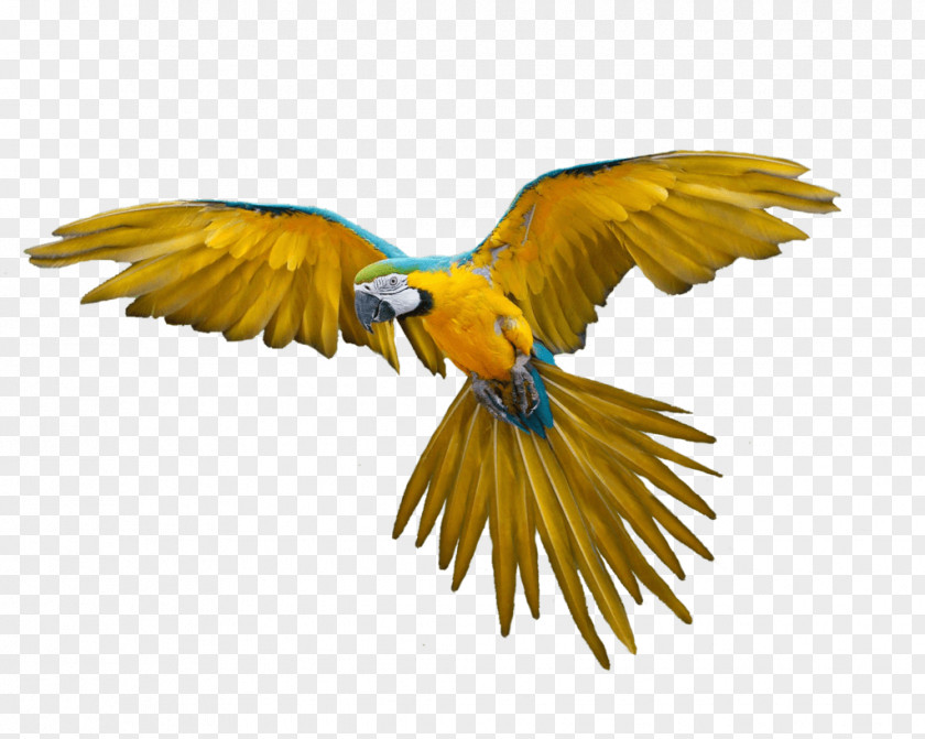 Bird Flight Parrot PNG