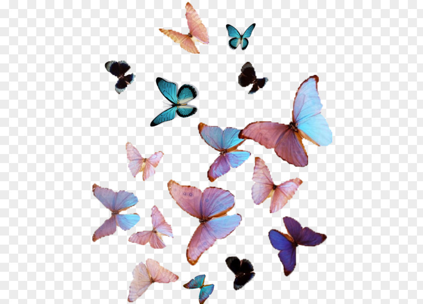 Butterfly Cuteness Victon Aesthetics Color PNG