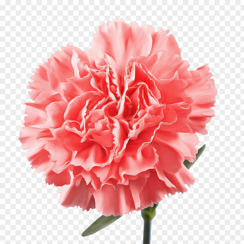 Carnation Cut Flowers Peony M Petal Pink PNG