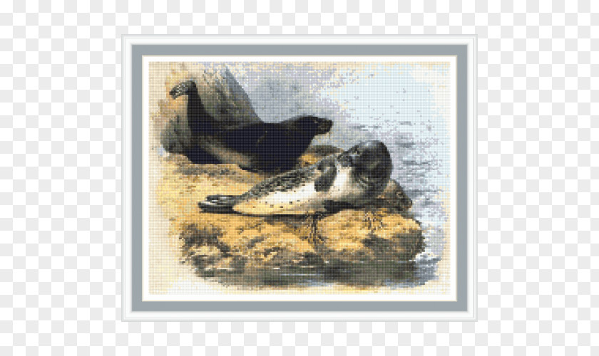 Duck Harbor Seal Painting Fauna Pinniped PNG