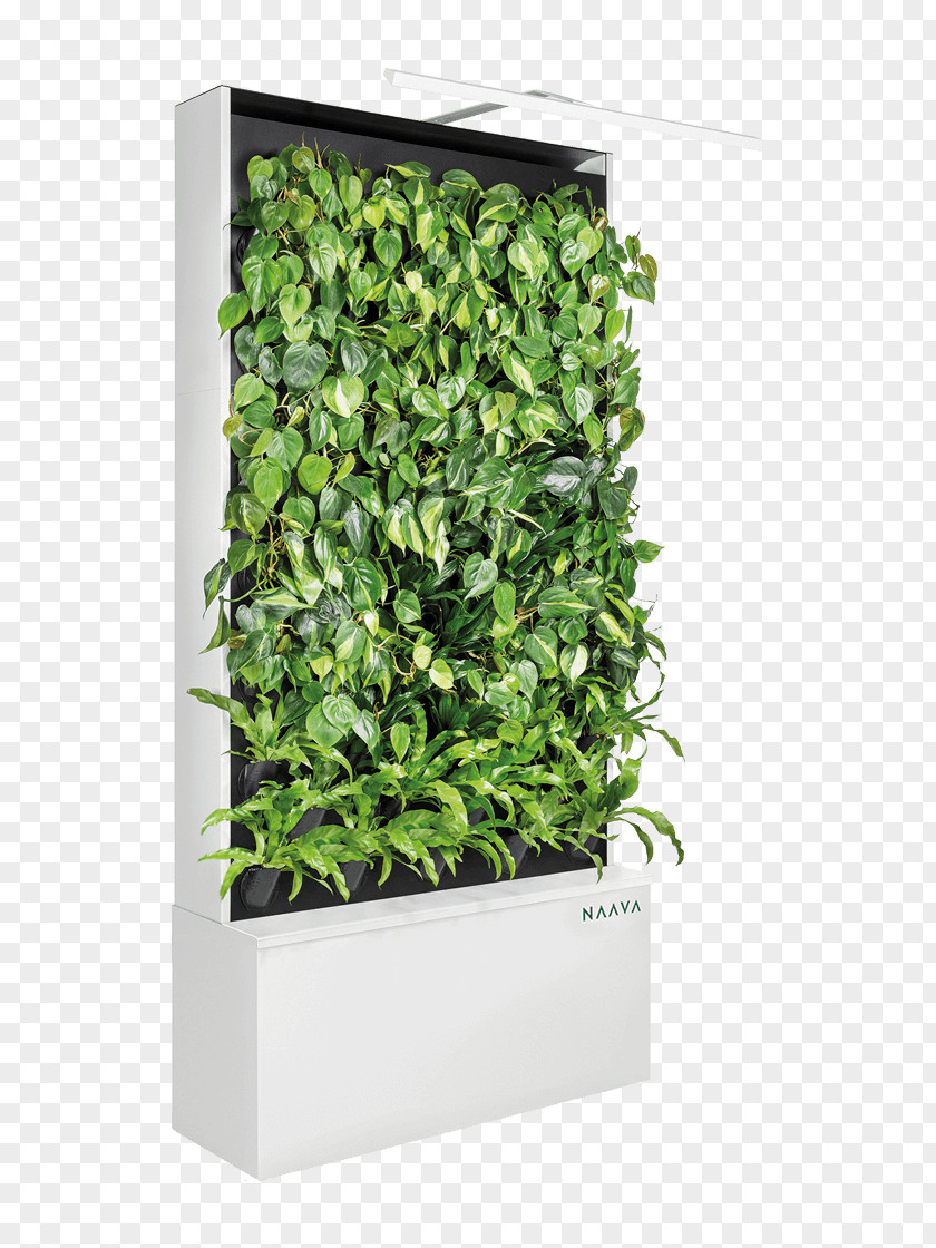 Green Wall Vine Design Clip Art PNG