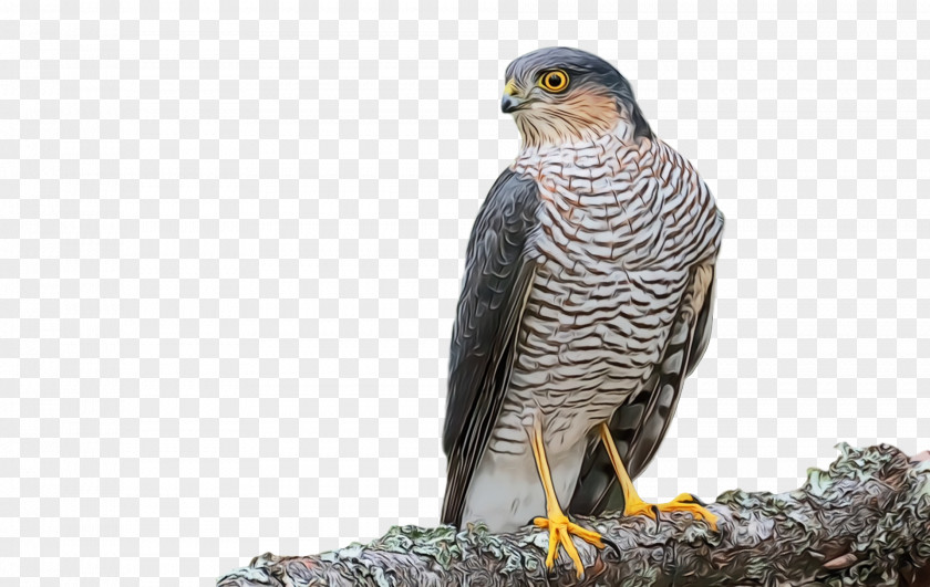 Hawk Owls Buzzard Beak PNG