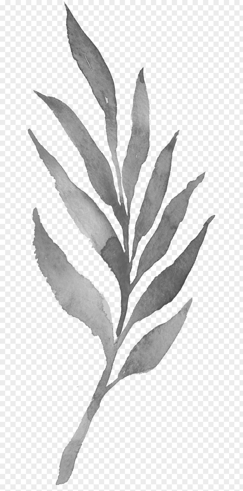 Ink Bamboo Leaves Twig Plant Stem Leaf White Black PNG