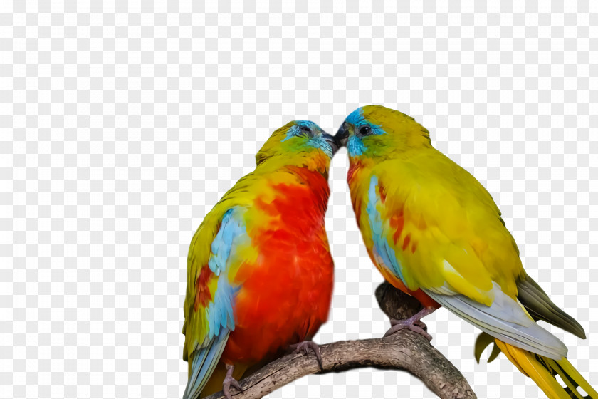 Lovebird PNG