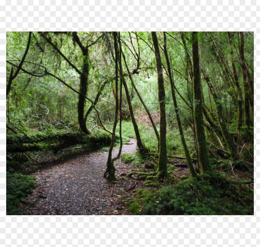 Park Alerce Andino National Los Alerces Puerto Montt Varas Valdivian Temperate Rain Forest PNG