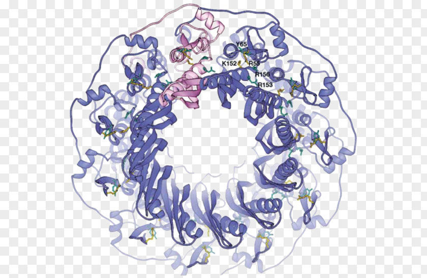 Proteine Organism Clip Art PNG