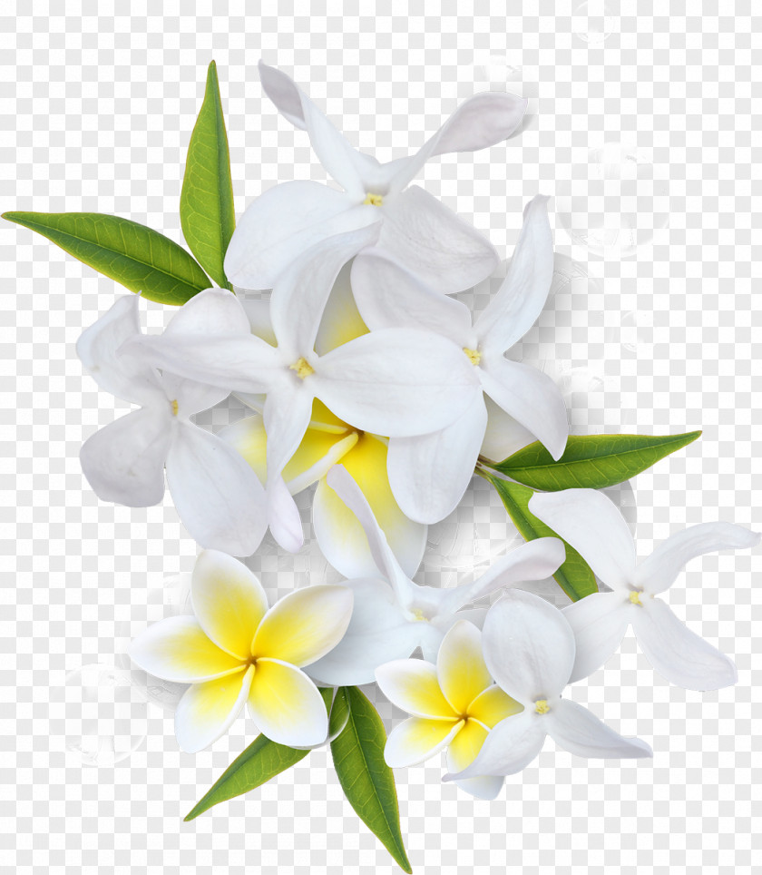 White Peach Flower Clip Art PNG