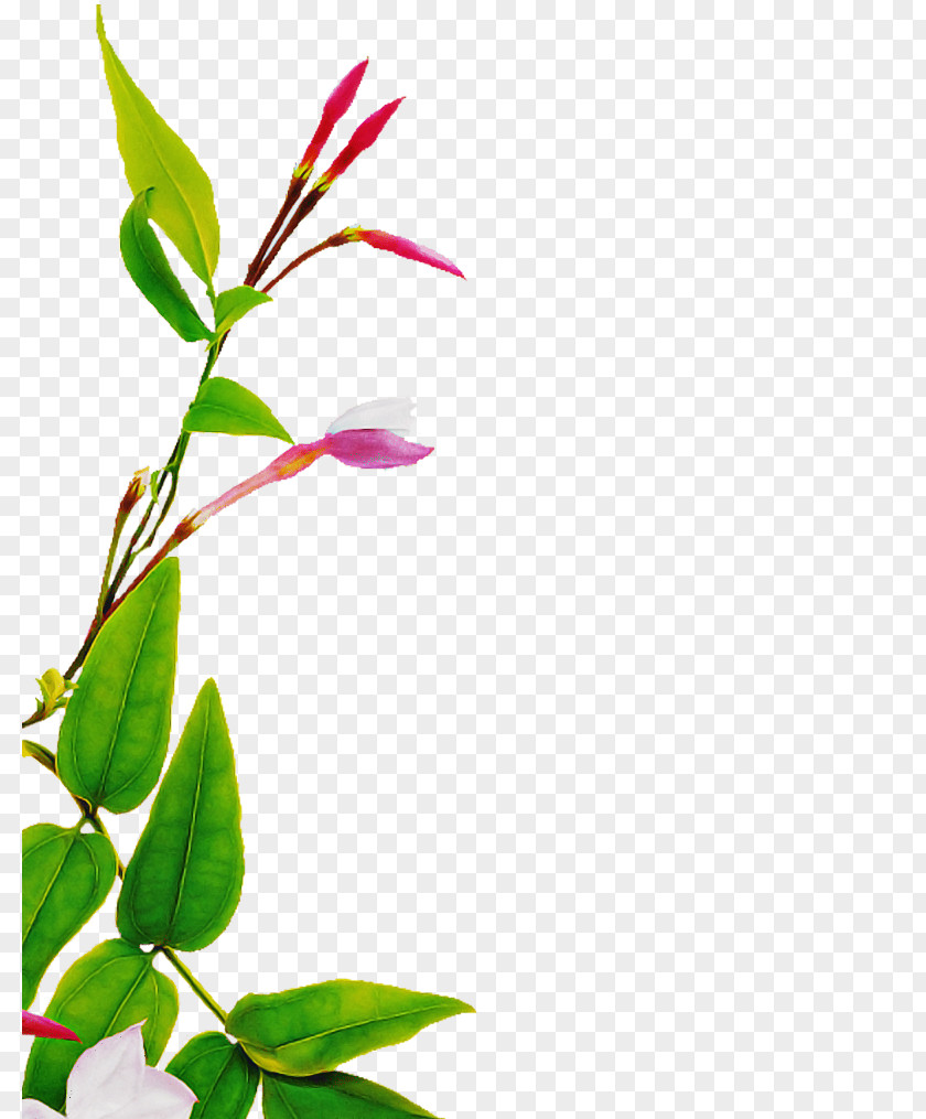Bud Twig Flower Plant Leaf Branch Stem PNG