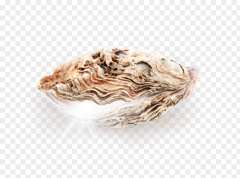 Discovery Familia Clam Mussel Oyster Pectinidae PNG