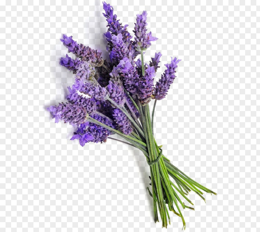 Lavandula English Lavender French Essential Oil Provence PNG