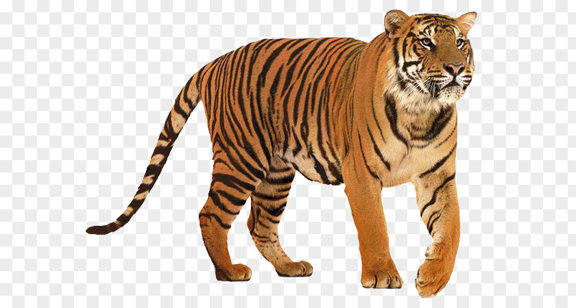 Lion Big Cat Siberian Tiger Felidae PNG