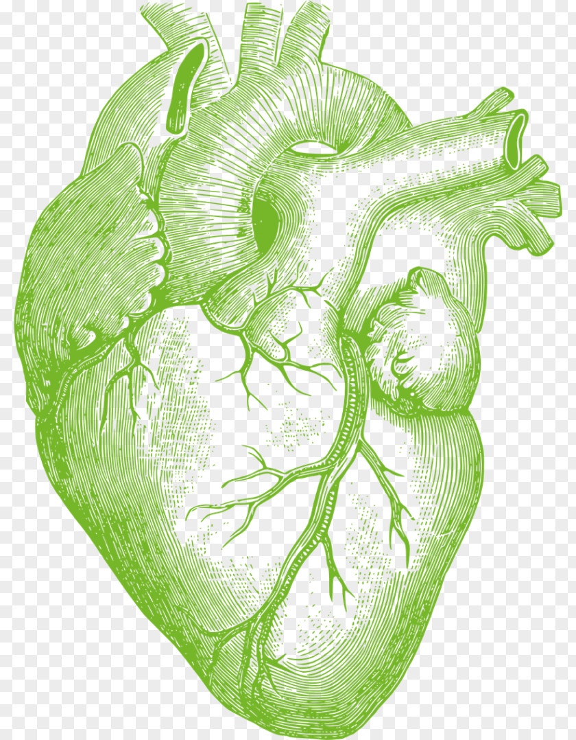 Printdesign Heart Anatomy Anatomically Correct Doll Human Body Drawing PNG