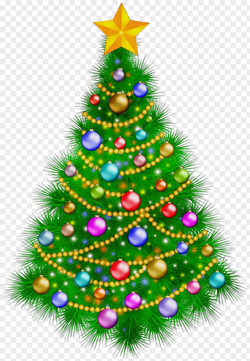 Conifer Christmas Tree PNG