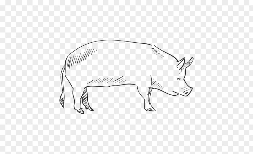 Drawn Pig Drawing PNG