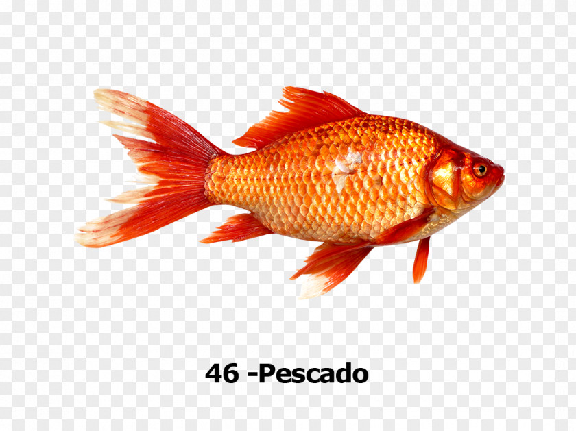 Fish Goldfish Red Fishing PNG