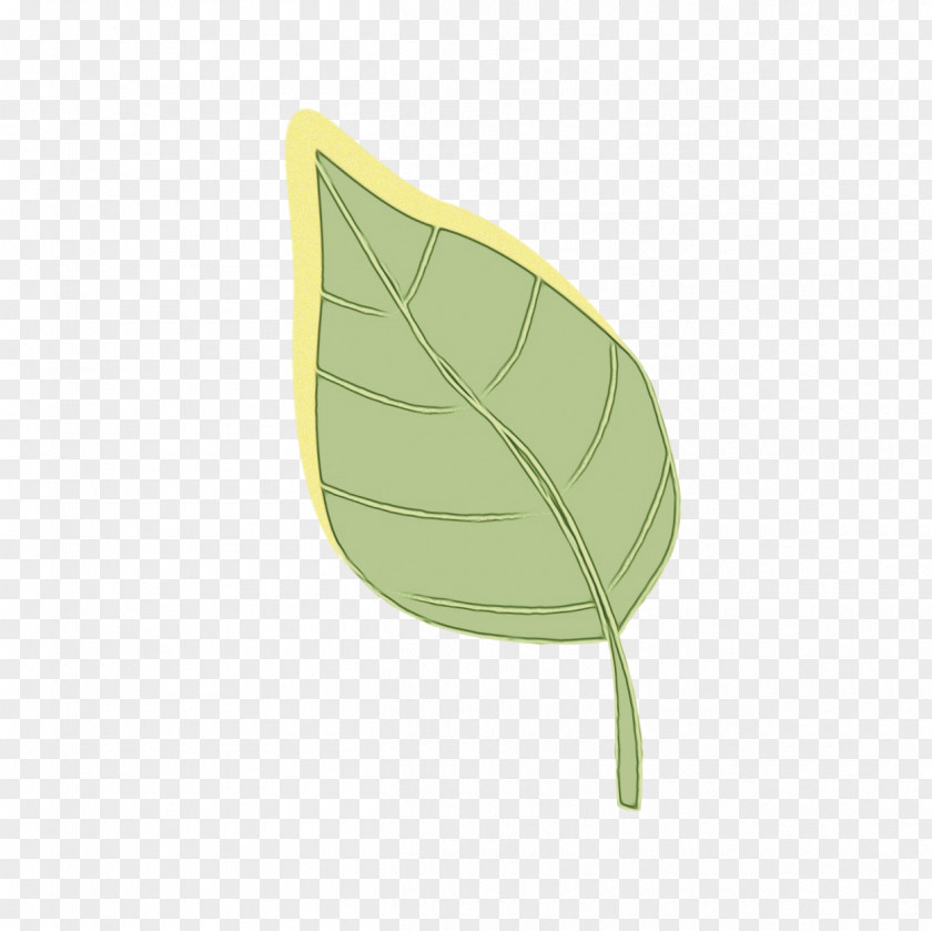 Flower Anthurium Green Leaf Background PNG