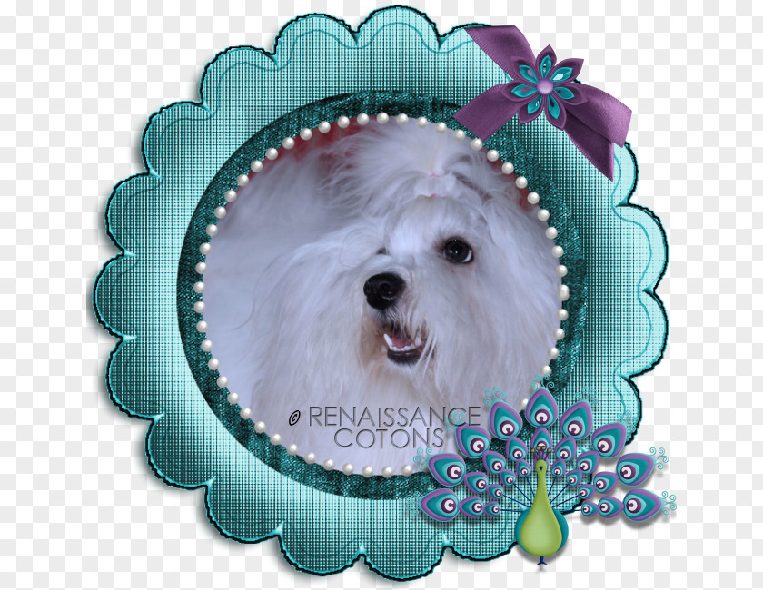 Golden Peacock Picture Frames Maltese Dog Bichon Frise Photography West Highland White Terrier PNG