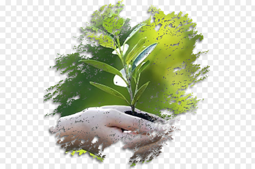 Natural Environment الغزيلة Environmental Consulting Licenciamento Ambiental PoderMX PNG