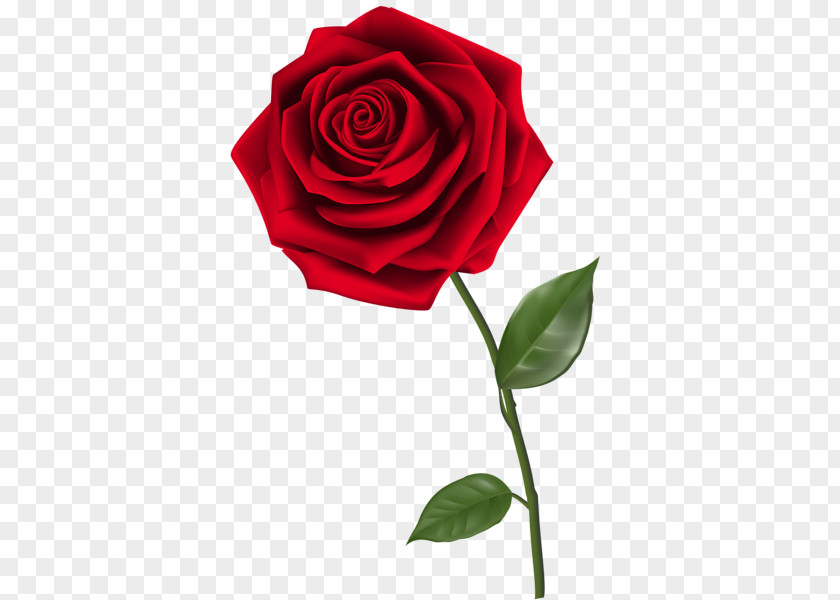 Rose PNG clipart PNG