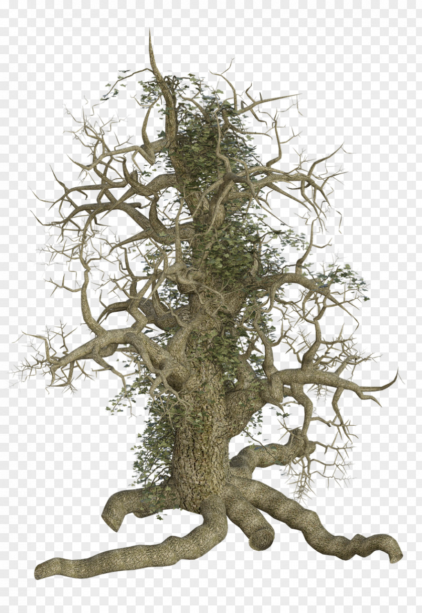 Tree Twig Stump Trunk PNG