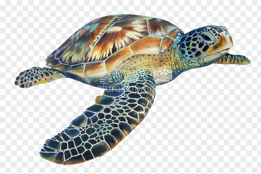 Turtle Loggerhead Sea Hawksbill Tortoise PNG