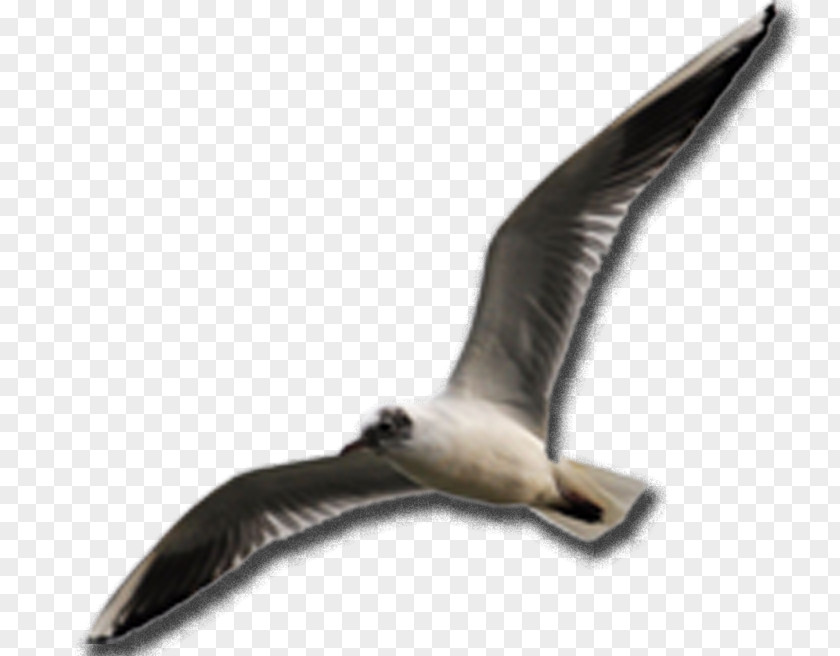 Beak Fauna Seabird PNG
