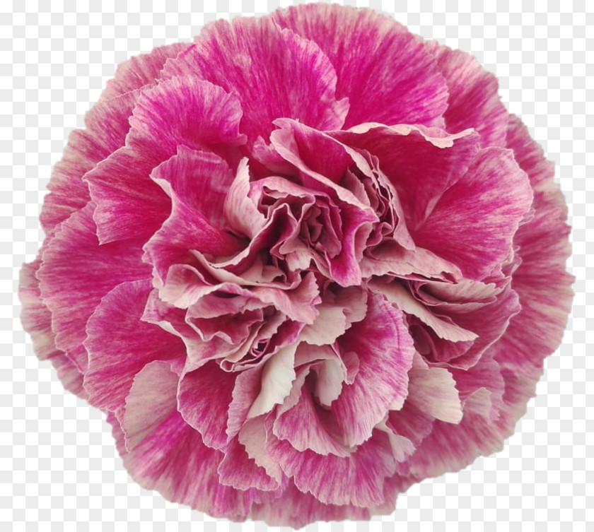 Chinese Peony Common Flowers Background PNG