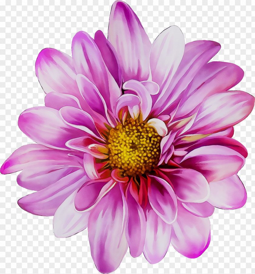 Chrysanthemum Stock Photography Royalty-free Flower Image PNG