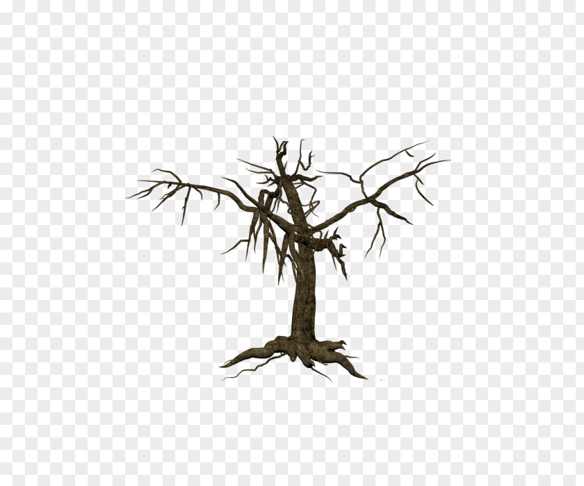 Drawing Root Tree Trunk PNG