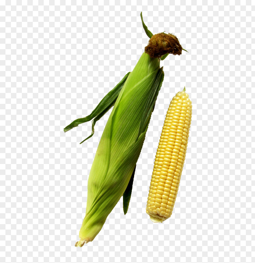 Freshly Picked Corn On The Cob Cereal Grauds Maize PNG