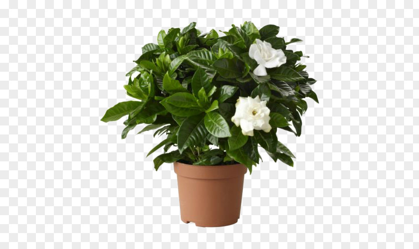 Plant Cape Jasmine Houseplant Flowerpot Garden Shrub PNG