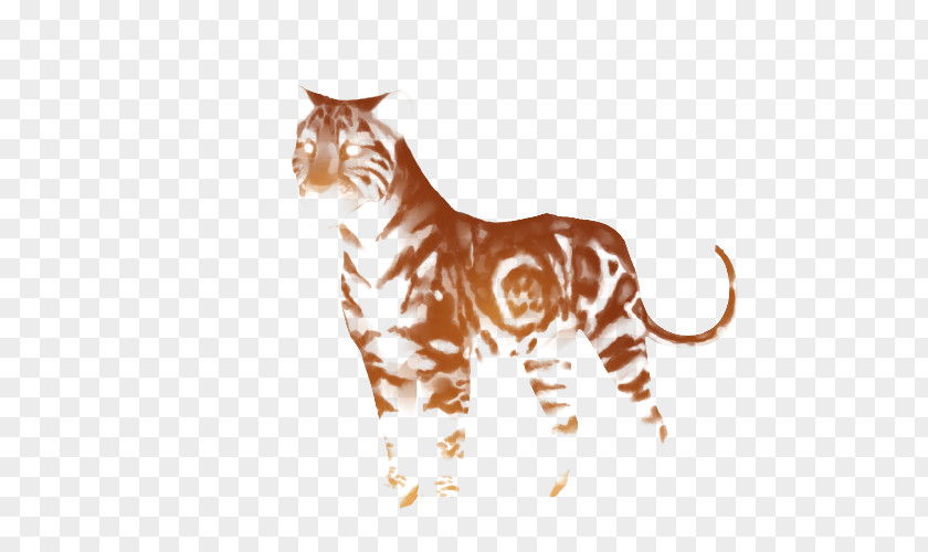 Tiger Whiskers Felidae Lion Wildcat PNG