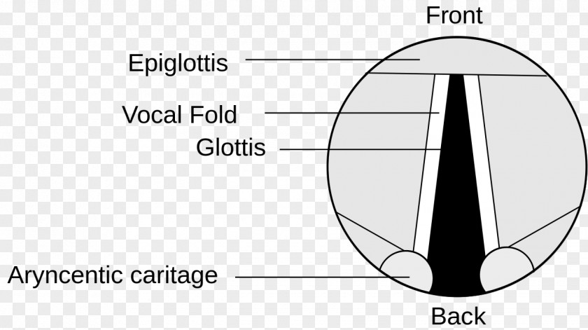 Anatomy Muscle Epiglottis Vocal Folds Larynx Laryngeal Cancer PNG