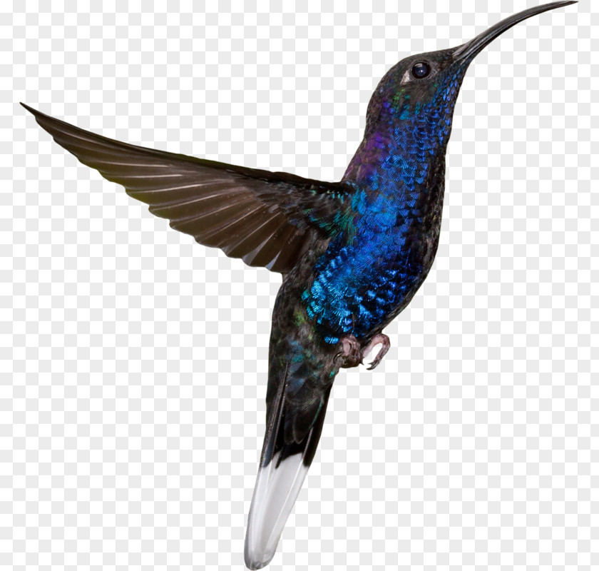 Bird Hummingbird Sky Blue Photography PNG