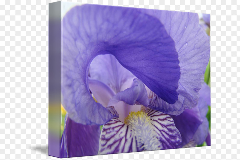 Flower Posters Pansy Irises Printmaking Violet Gallery Wrap PNG